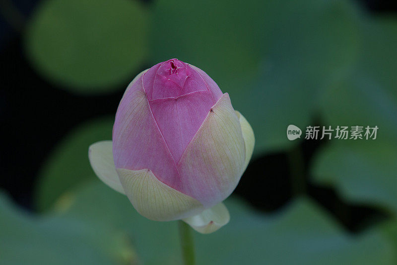 水百合花蕾