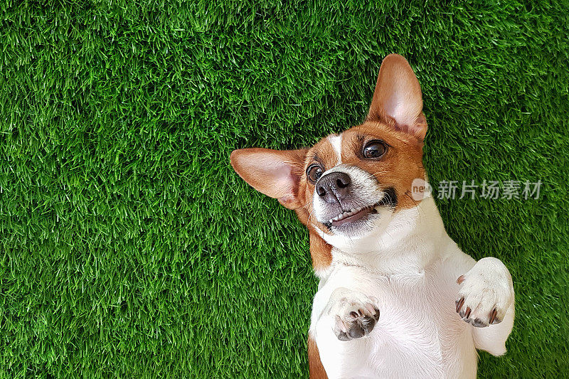 一只疯狂的微笑狗躺在绿草地上。