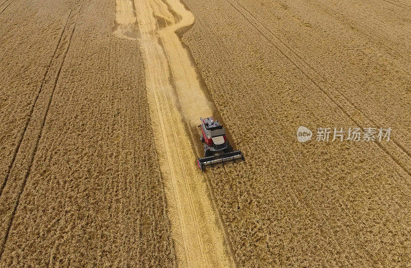 收割小麦收割机。农业机械收获粮食