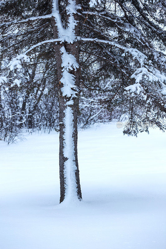 雪挂在云杉树干上