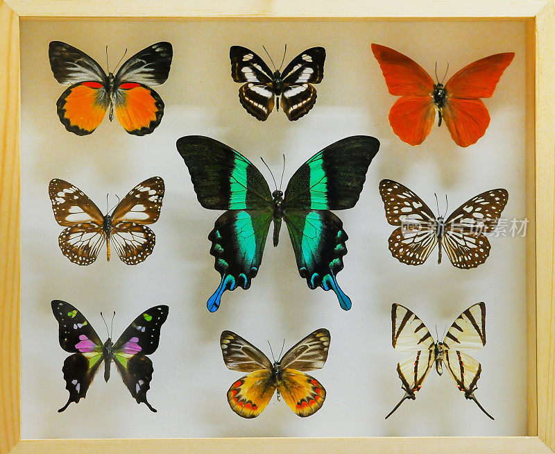 蝴蝶收藏丰富，品种繁多
