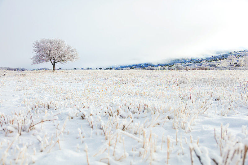 白色风景-科罗拉多州西部高海拔冬季降雪