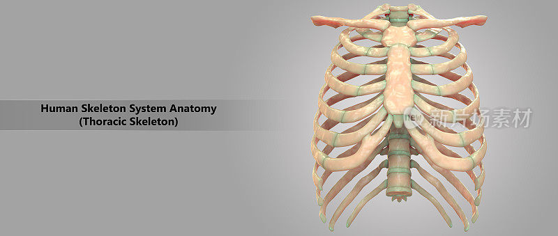 人体骨骼系统胸骨解剖学