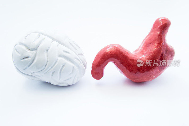 大脑和胃。人类大脑和胃的解剖模型在白色的背景上。照片显示神经与消化系统的关系，肠脑连接或轴，脑在腹部