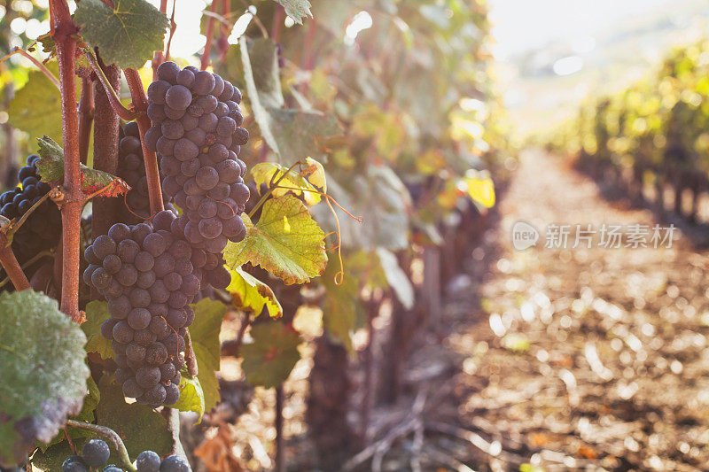 成熟的葡萄在枝头酿酒