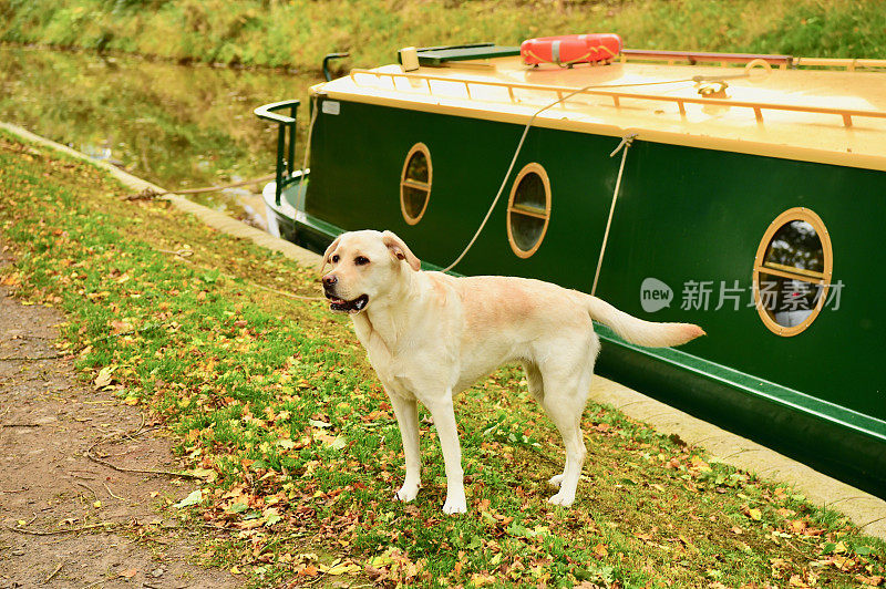 拉布拉多寻回犬秋季运河划船