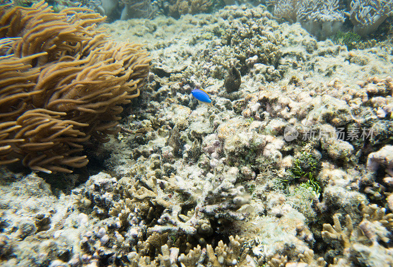 海洋生物:大星盘礁