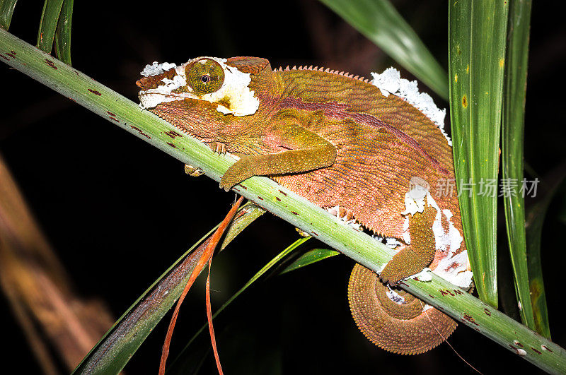 雄性变色龙正在蜕皮，躺在树枝上，马达加斯加