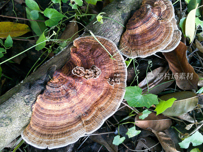 真菌生长在腐烂的木头上