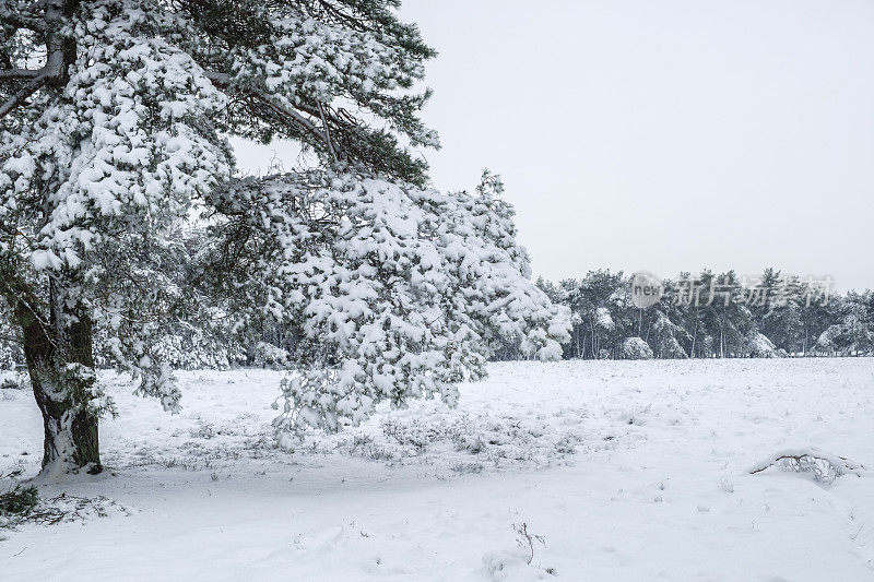 雪景在寒冷的冬日里与新鲜的雪