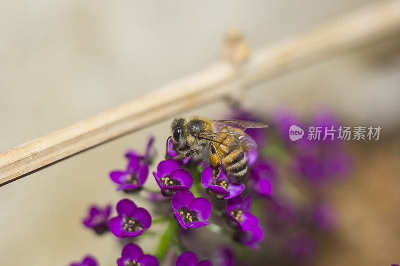 蜜蜂在爱丽丝花上，