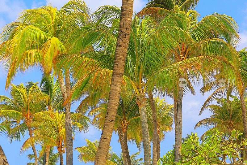 波利尼西亚热带天堂放松，椰树树荫下的叶子-夏威夷群岛，美国