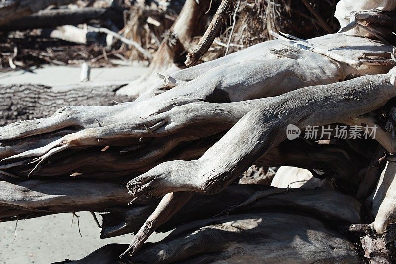 狩猎岛州海滩侵蚀海岸，倒下风化的树木，SC