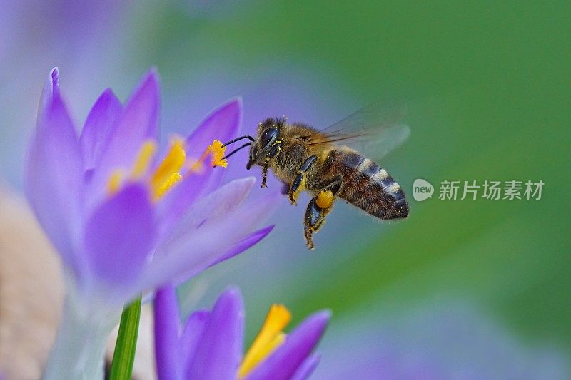 蜜蜂在磨粉