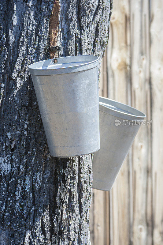 两个桶和它们的壶嘴用来收集枫树汁，然后变成枫树糖浆。