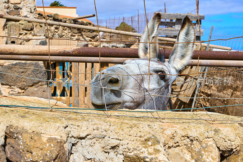 来自加那利群岛富尔特文图拉的驴子
