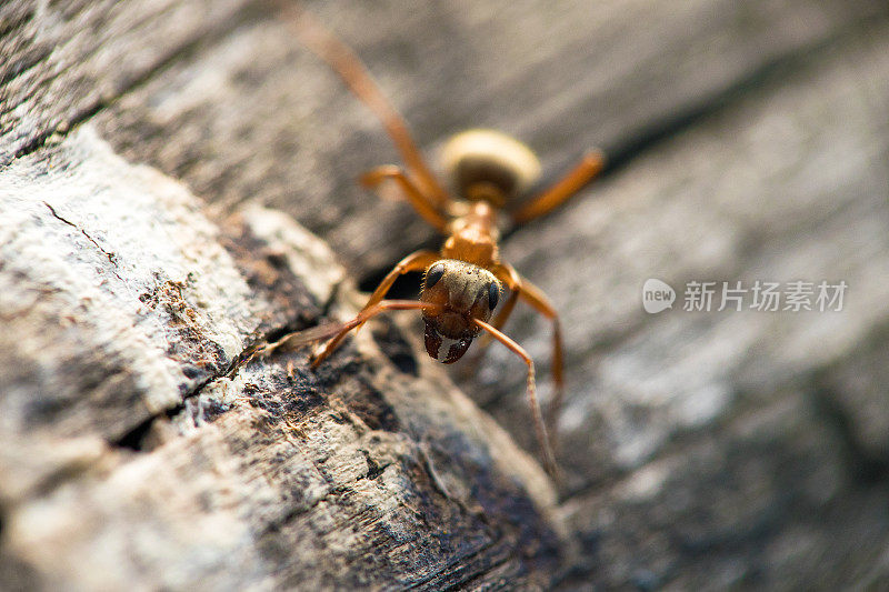 一只棕色的大蚂蚁在木头表面上爬行。宏