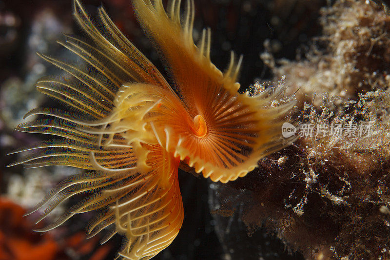 海洋生物螺旋管虫沙贝拉spallanzanii水下之美