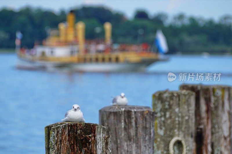 海鸥和历史悠久的“路德维希费斯勒”划桨轮船在基姆see，巴伐利亚-德国。