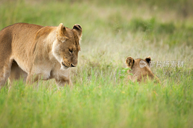 母狮和幼狮