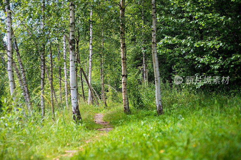 俄罗斯桦树之间的森林小径