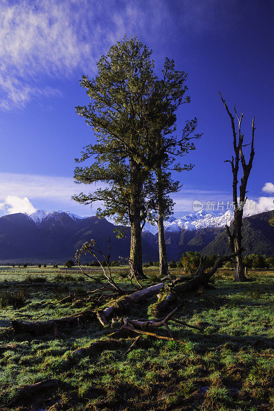 Kahikatea树和南阿尔卑斯山