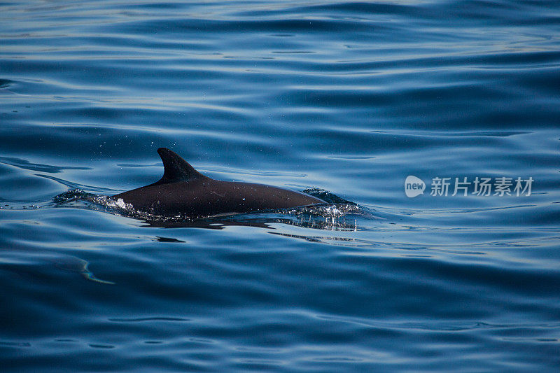 海豚在水里玩耍