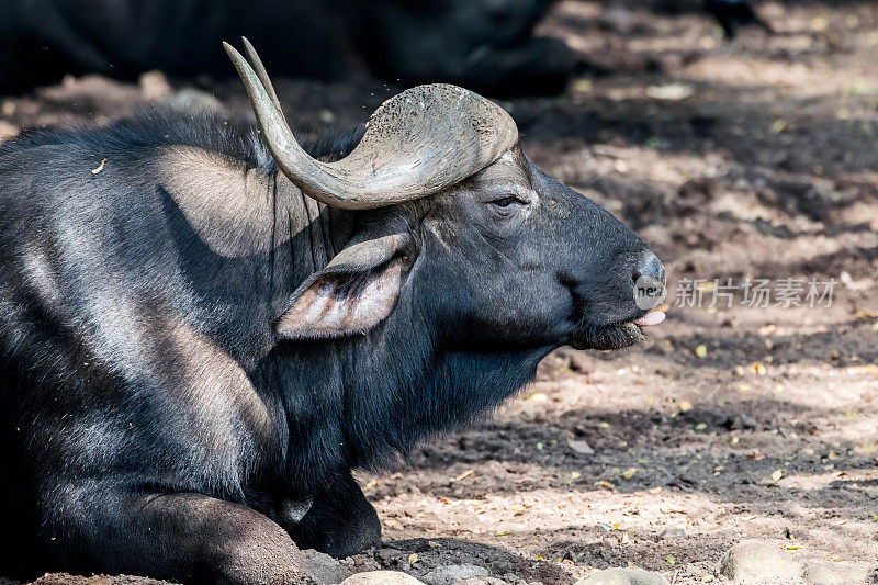 躺在地上的非洲水牛