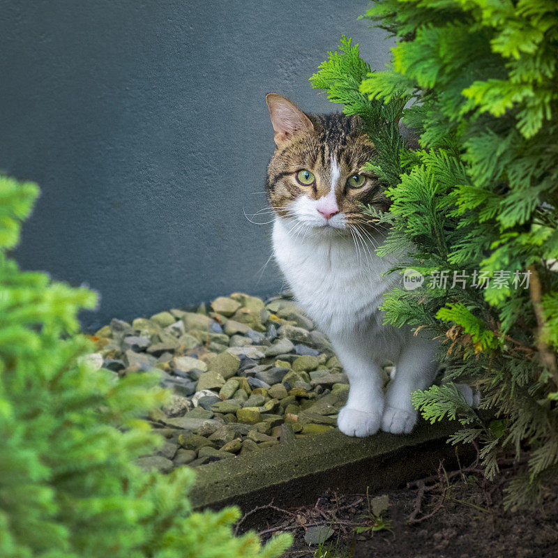 漂亮的猫躲在灌木丛里