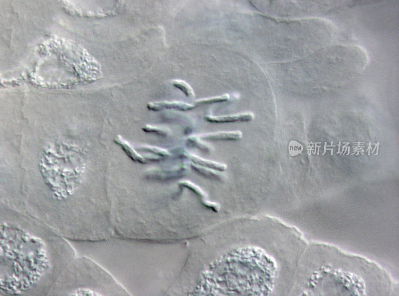 植物细胞细胞核染色的显微镜图像