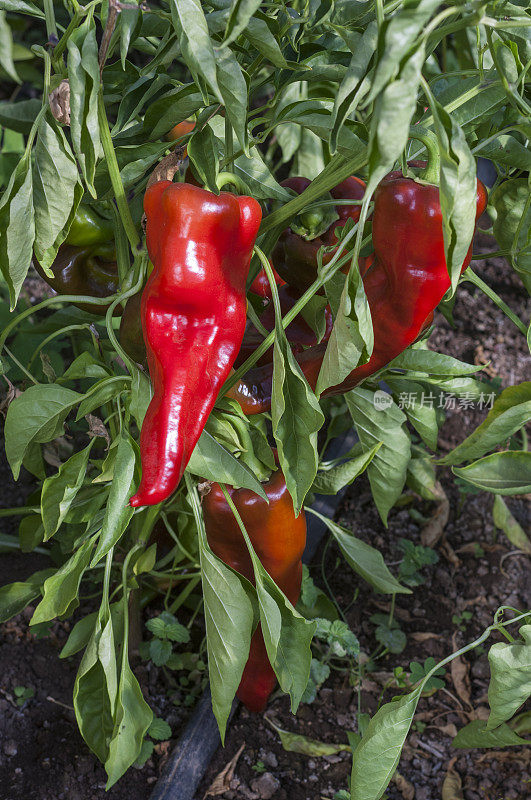 有机辣椒在植物上成熟的特写