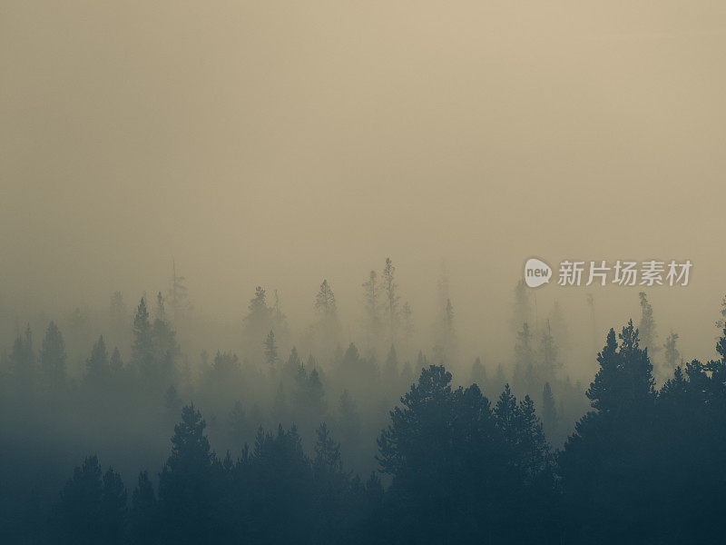 森林树的剪影透过烟雾，蒸汽，雾，黄石国家公园