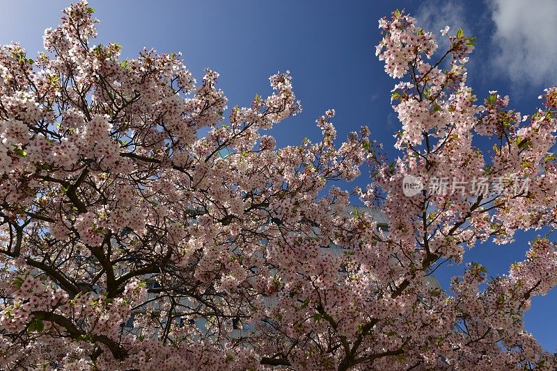 樱花树，泽西岛，英国