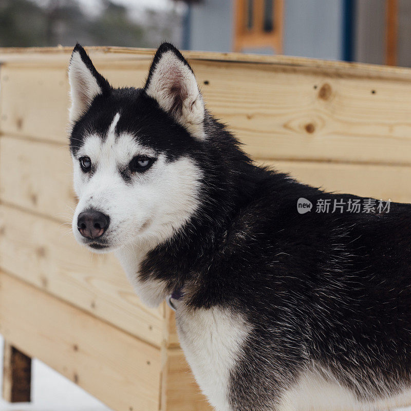 狗西伯利亚雪橇犬