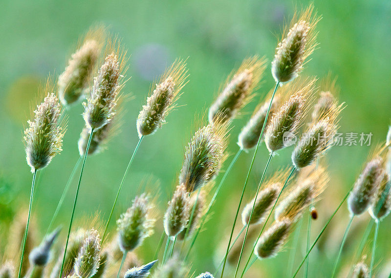 野外开花植物特写