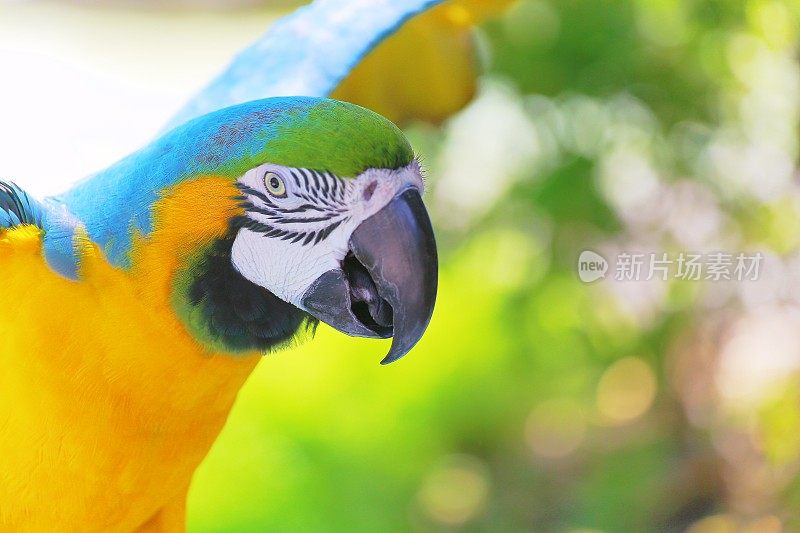 鹦鹉，热带鸟类，在自然背景下张开翅膀飞翔-里约热内卢，巴西