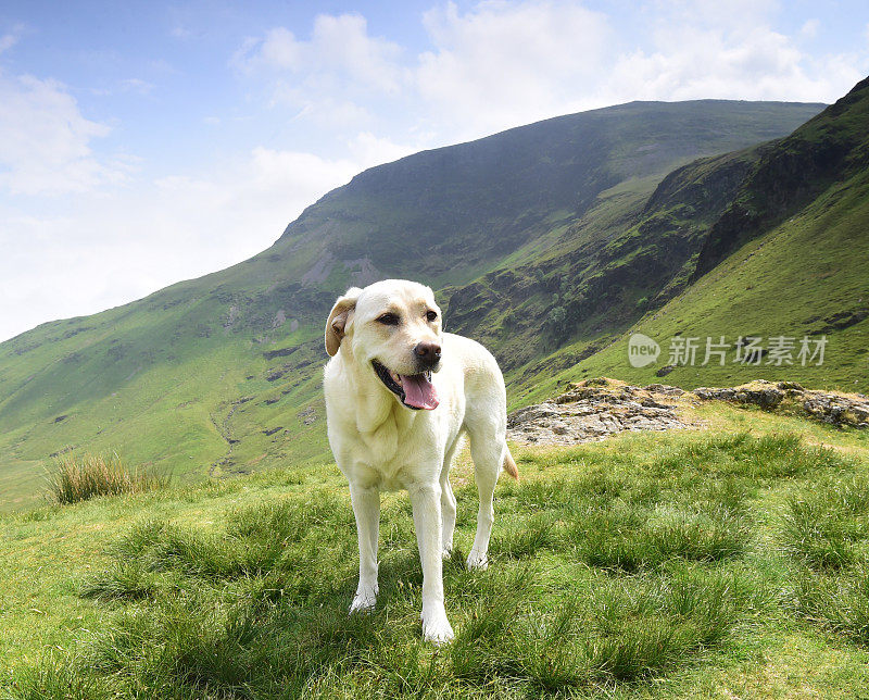 在湖区山区的拉布拉多寻回犬