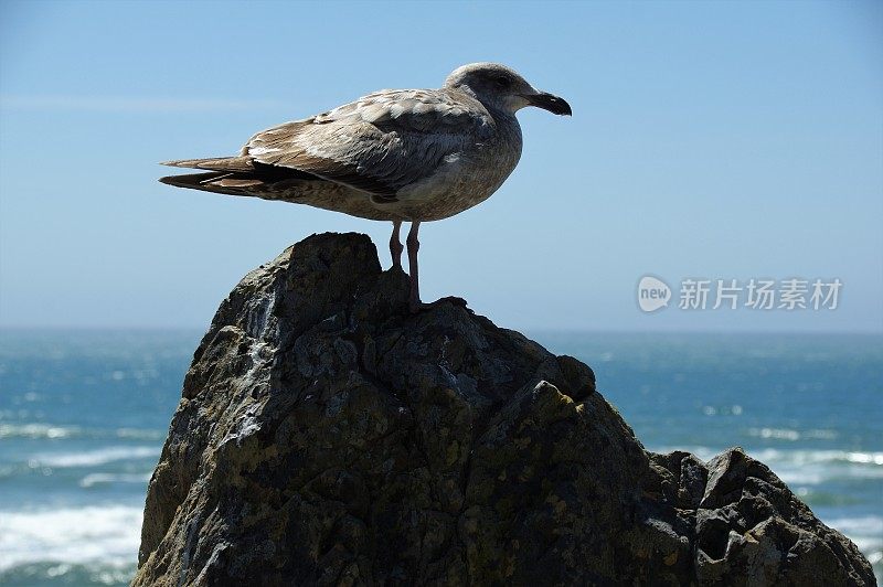 海鸟在行动