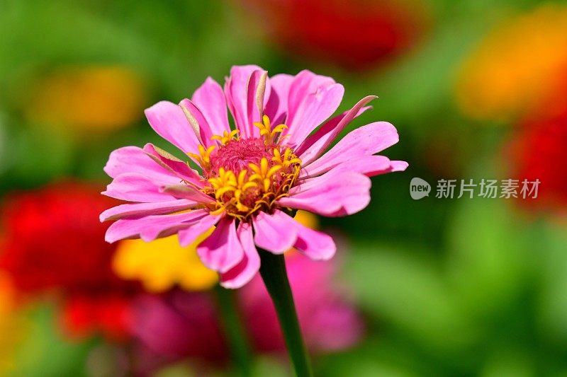 Zinnia花