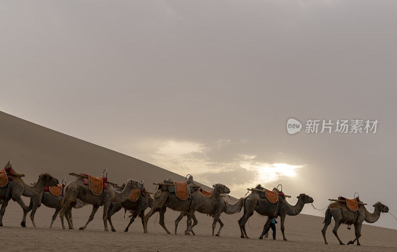 骆驼商队在沙漠上行走