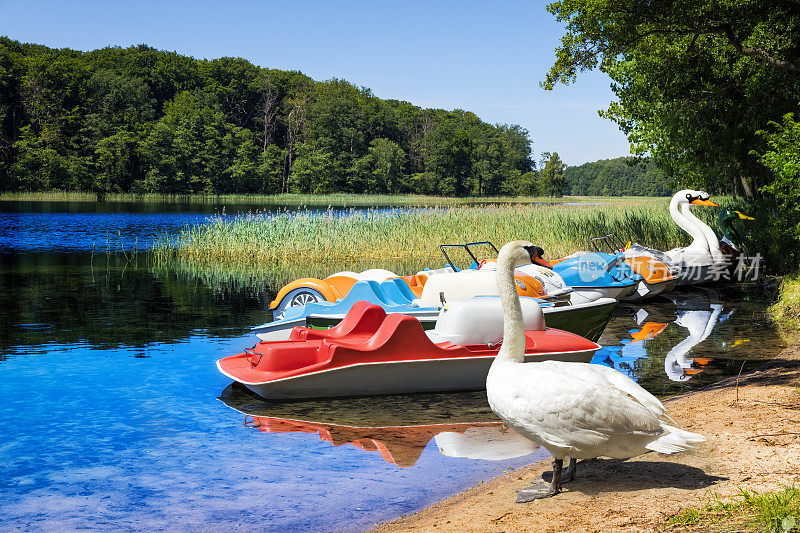 在波兰度假-夏季的因斯科湖天鹅和休闲船