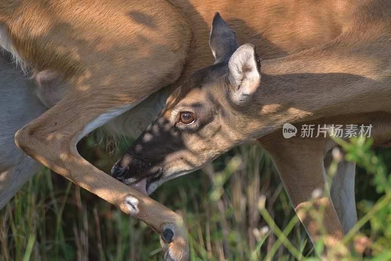 白尾鹿舔腿