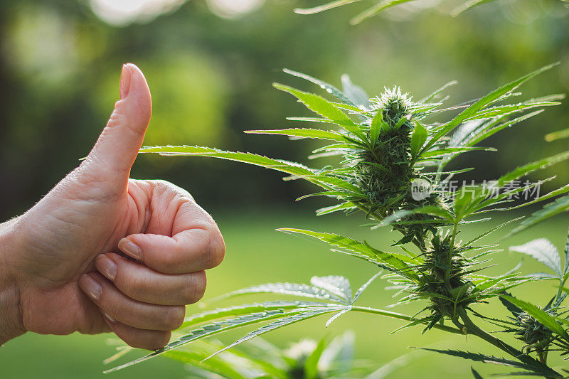 为大麻丰收竖起大拇指。大麻植物作为替代药物。