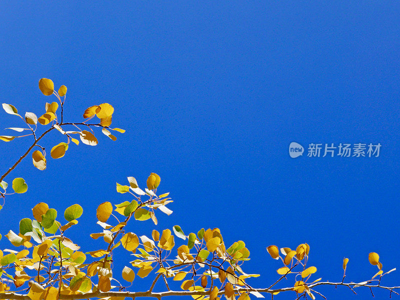 白杨树的叶子在风中摇摆