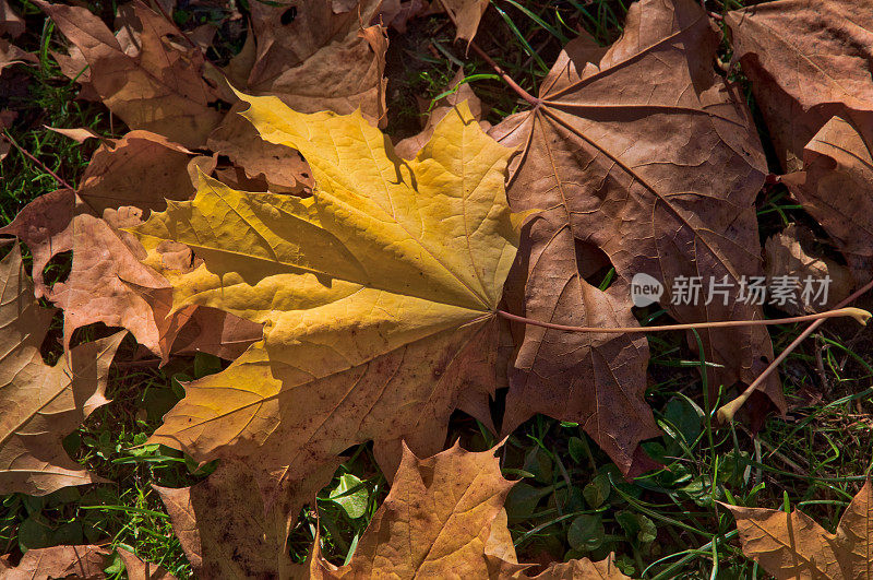 五彩缤纷的秋叶在绿草和三叶草上