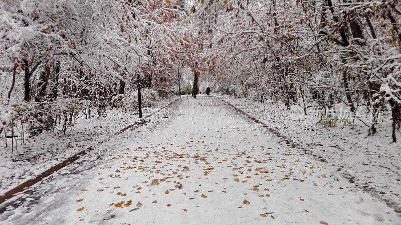 降雪后当地公园的冬季景色