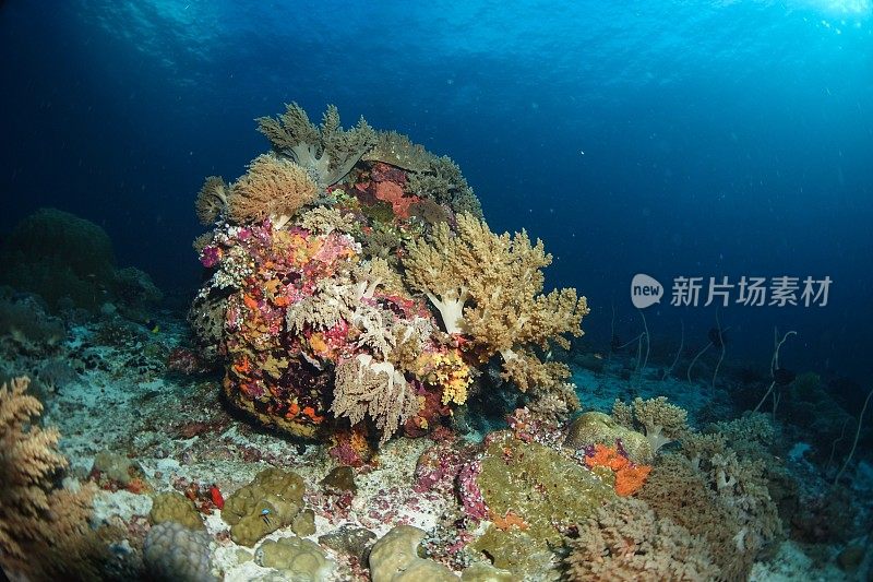 Tubbataha礁
