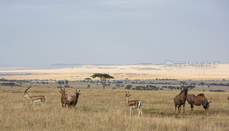 非洲的景观与topi和Thompspn的瞪羚。肯尼亚马赛Maea。