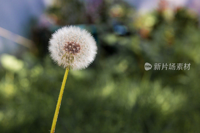 花园里的蒲公英花和种子的微距图像