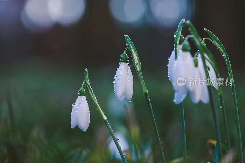 雪花莲上的雪兰